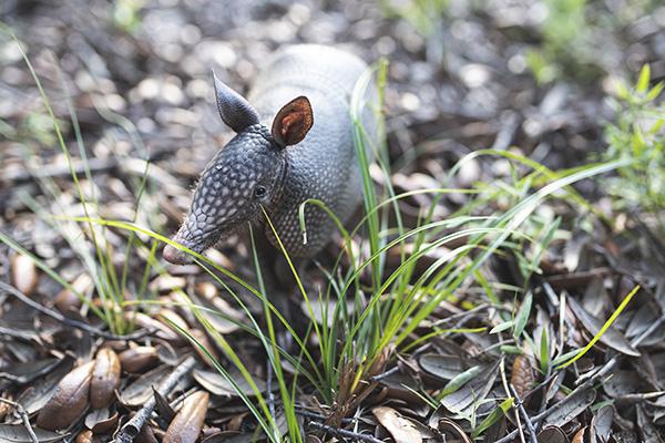 armadillo behind some sparse grass on the pensacola campus